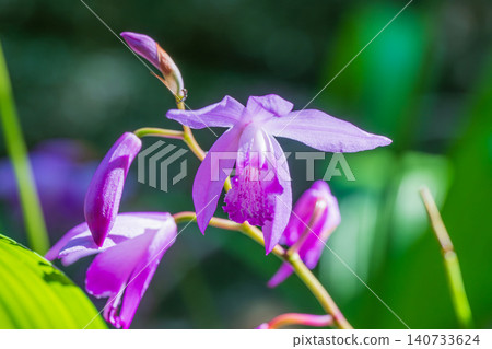 The purplish-red flowers of the Bletilla striata bloom in the spring sunshine. The purplish-red flowers of the Bletilla striata bloom in the spring sunshine. 140733624