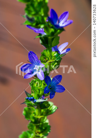 Blue flowers of the bellflower Blue flowers of the bellflower 140733628