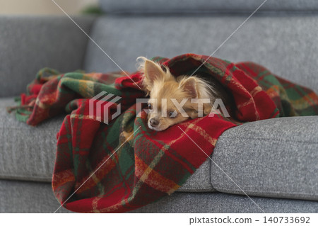 一隻6歲的雌性吉娃娃犬正在沙發上放鬆。 一隻6歲的雌性吉娃娃犬正在沙發上放鬆。 140733692