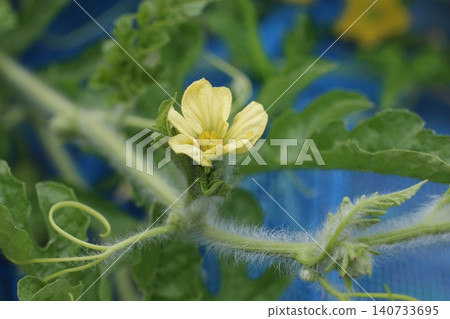 黃西瓜花 黃西瓜花 140733695