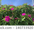 Four o'clock flowers stand out against the blue sky 140733920
