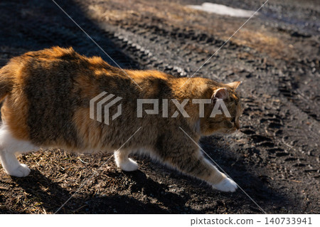 Calico cat walking on dirty road in rural area. Homeless animal surviving in harsh environment. Concept of stray pet welfare, rescue mission, and protection of needy domestic animal. Calico cat walking on dirty road in rural area. Homeless animal surviving in harsh environment. Concept of stray pet welfare, rescue mission, and protection of needy domestic animal. 140733941