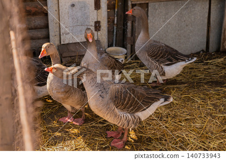 a flock of domestic greylag geese walks, stretches their necks and basks in the sun outside a flock of domestic greylag geese walks, stretches their necks and basks in the sun outside 140733943