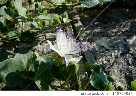 Caper flower Caper flower 140734024
