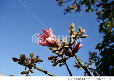 Griffith · Pink Griffith · Pink 140734025