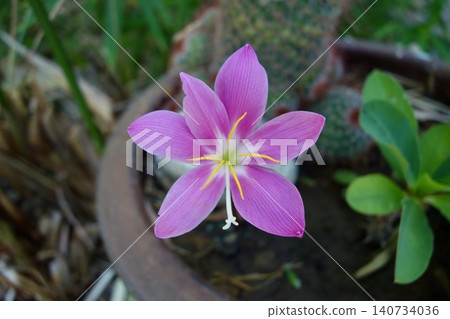 Zephyrinus flowers Zephyrinus flowers 140734036