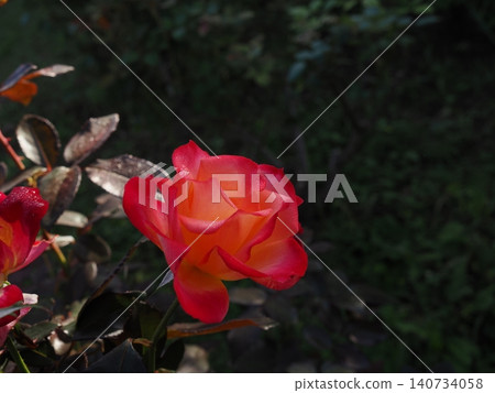 Autumn roses display a vibrant gradient at a rose garden in Kitakyushu City. Autumn roses display a vibrant gradient at a rose garden in Kitakyushu City. 140734058