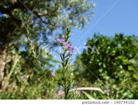 Lythrum salicaria of the Mediterranean region Lythrum salicaria of the Mediterranean region 140734102