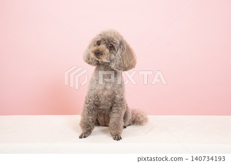 粉紅色的背部和玩具貴賓犬 粉紅色的背部和玩具貴賓犬 140734193