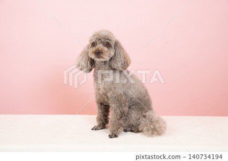 粉紅色的背部和玩具貴賓犬 粉紅色的背部和玩具貴賓犬 140734194