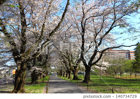 Musen-yama Sakura Avenue (Ina-machi, Kita-Adachi-gun, Saitama Prefecture) Musen-yama Sakura Avenue (Ina-machi, Kita-Adachi-gun, Saitama Prefecture) 140734729