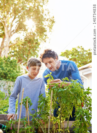 Backyard, man and kid in garden with plant for growth, teaching and support for inspection of vegetables. Dad, boy and farming outdoors for food, hobby and sustainable production in Australia Backyard, man and kid in garden with plant for growth, teaching and support for inspection of vegetables. Dad, boy and farming outdoors for food, hobby and sustainable production in Australia 140734838