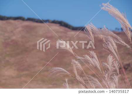 [Soni Plateau] The golden landscape of pampas grass signals the arrival of autumn. 140735817