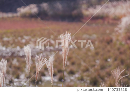 [Soni Plateau] The golden landscape of pampas grass signals the arrival of autumn. 140735818