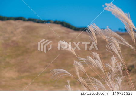 [Soni Plateau] The golden landscape of pampas grass signals the arrival of autumn. 140735825