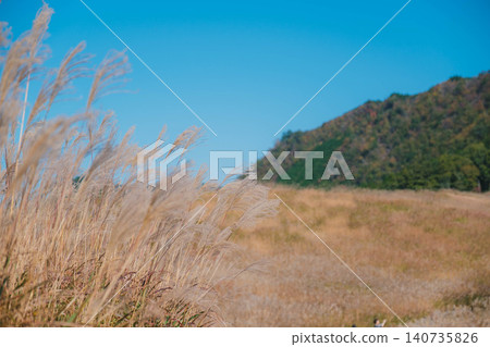 [Soni Plateau] The golden landscape of pampas grass signals the arrival of autumn. 140735826
