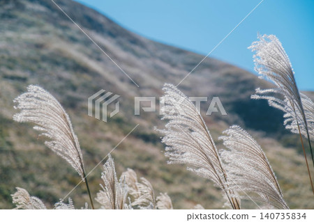 [Soni Plateau] The golden landscape of pampas grass signals the arrival of autumn. 140735834