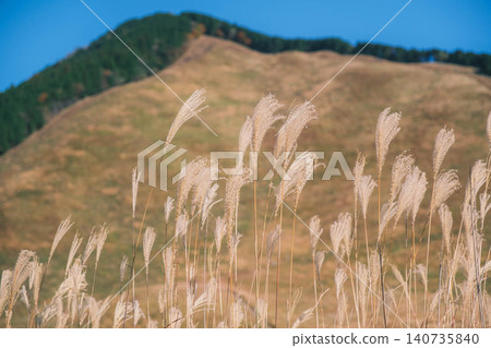 [Soni Plateau] The golden landscape of pampas grass signals the arrival of autumn. 140735840