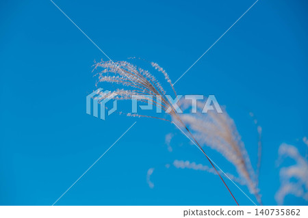 [Soni Plateau] The golden landscape of pampas grass signals the arrival of autumn. 140735862