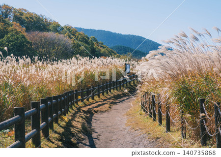 [Soni Plateau] The golden landscape of pampas grass signals the arrival of autumn. 140735868