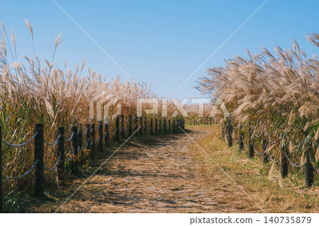 [Soni Plateau] The golden landscape of pampas grass signals the arrival of autumn. 140735879