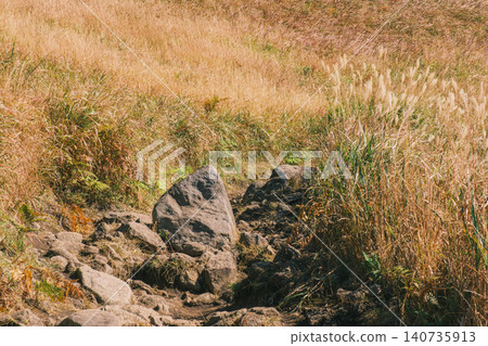 [Soni Plateau] The golden landscape of pampas grass signals the arrival of autumn. 140735913