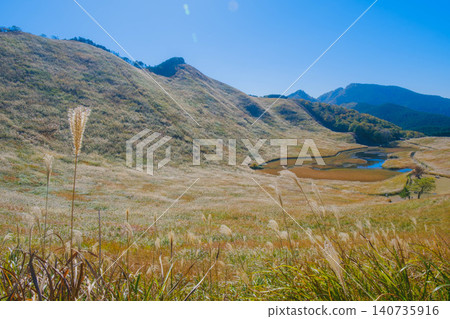 [Soni Plateau] The golden landscape of pampas grass signals the arrival of autumn. 140735916
