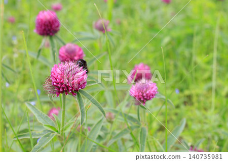 Blooming red clover flowers in wild green grass. Trifolium pratense purple heads on summer meadow field 140735981