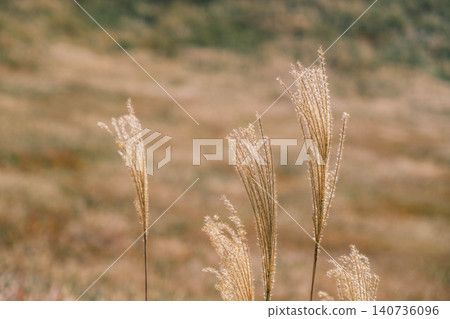 [Soni Plateau] The golden landscape of pampas grass signals the arrival of autumn. 140736096