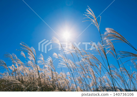 [Soni Plateau] The golden landscape of pampas grass signals the arrival of autumn. 140736106