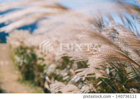 [Soni Plateau] The golden landscape of pampas grass signals the arrival of autumn. 140736111