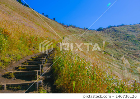 [Soni Plateau] The golden landscape of pampas grass signals the arrival of autumn. 140736126