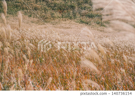 [Soni Plateau] The golden landscape of pampas grass signals the arrival of autumn. 140736154