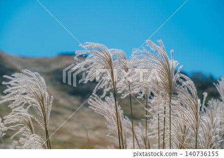 [Soni Plateau] The golden landscape of pampas grass signals the arrival of autumn. 140736155