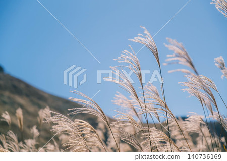 [Soni Plateau] The golden landscape of pampas grass signals the arrival of autumn. 140736169
