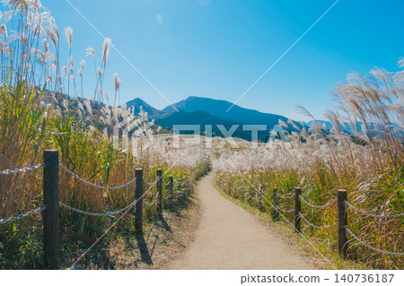 [Soni Plateau] The golden landscape of pampas grass signals the arrival of autumn. 140736187