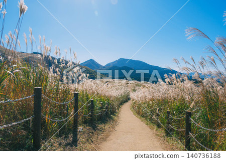 [Soni Plateau] The golden landscape of pampas grass signals the arrival of autumn. 140736188
