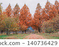 [Metasequoia Avenue] A vibrant landscape tinged with orange / Beautiful autumn scenery 140736429