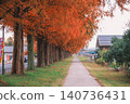 [Metasequoia Avenue] A vibrant landscape tinged with orange / Beautiful autumn scenery 140736431