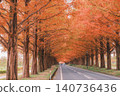 [Metasequoia Avenue] A vibrant landscape tinged with orange / Beautiful autumn scenery 140736436