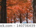 [Metasequoia Avenue] A vibrant landscape tinged with orange / Beautiful autumn scenery 140736439