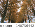 [Metasequoia Avenue] A vibrant landscape tinged with orange / Beautiful autumn scenery 140736442