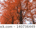 [Metasequoia Avenue] A vibrant landscape tinged with orange / Beautiful autumn scenery 140736449
