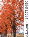 [Metasequoia Avenue] A vibrant landscape tinged with orange / Beautiful autumn scenery 140736450