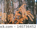 [Metasequoia Avenue] A vibrant landscape tinged with orange / Beautiful autumn scenery 140736452