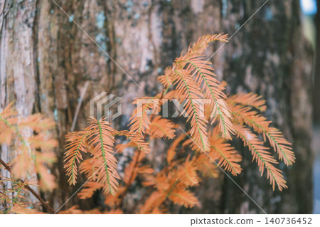 [Metasequoia Avenue] A vibrant landscape tinged with orange / Beautiful autumn scenery 140736452