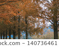 [Metasequoia Avenue] A vibrant landscape tinged with orange / Beautiful autumn scenery 140736461