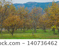 [Metasequoia Avenue] A vibrant landscape tinged with orange / Beautiful autumn scenery 140736462