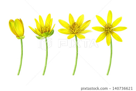 Watercolor botanical set of yellow lesser celandine flowers in bloom and bud stages. Hand-painted wildflowers for patterns, stationery, packaging, invitations, botanical prints and spring designs. 140736621