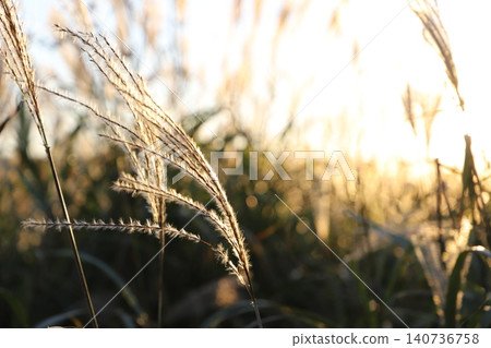 Kabuto-iwa Observatory (Aso City, Kumamoto Prefecture) - Sunset and pampas grass Kabuto-iwa Observatory (Aso City, Kumamoto Prefecture) - Sunset and pampas grass 140736758